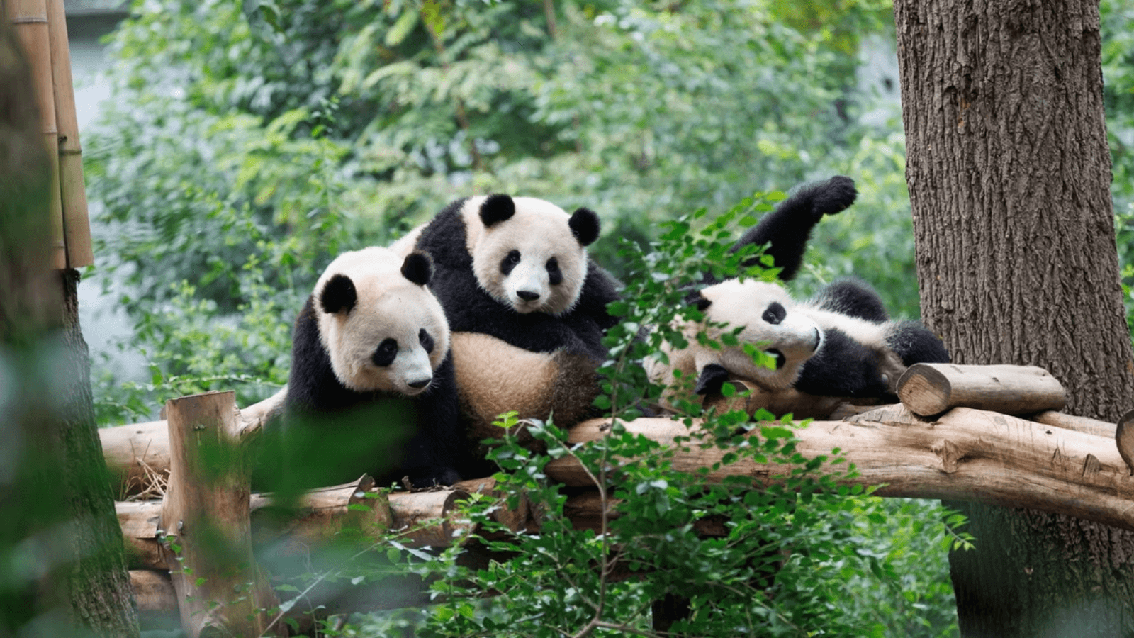 Tour Trung Quốc 6 Ngày 5 Đêm: Thái Bình Cổ Trấn - Nam Ninh Chi Dạ Tặng Tour Hạ Long - ảnh 9