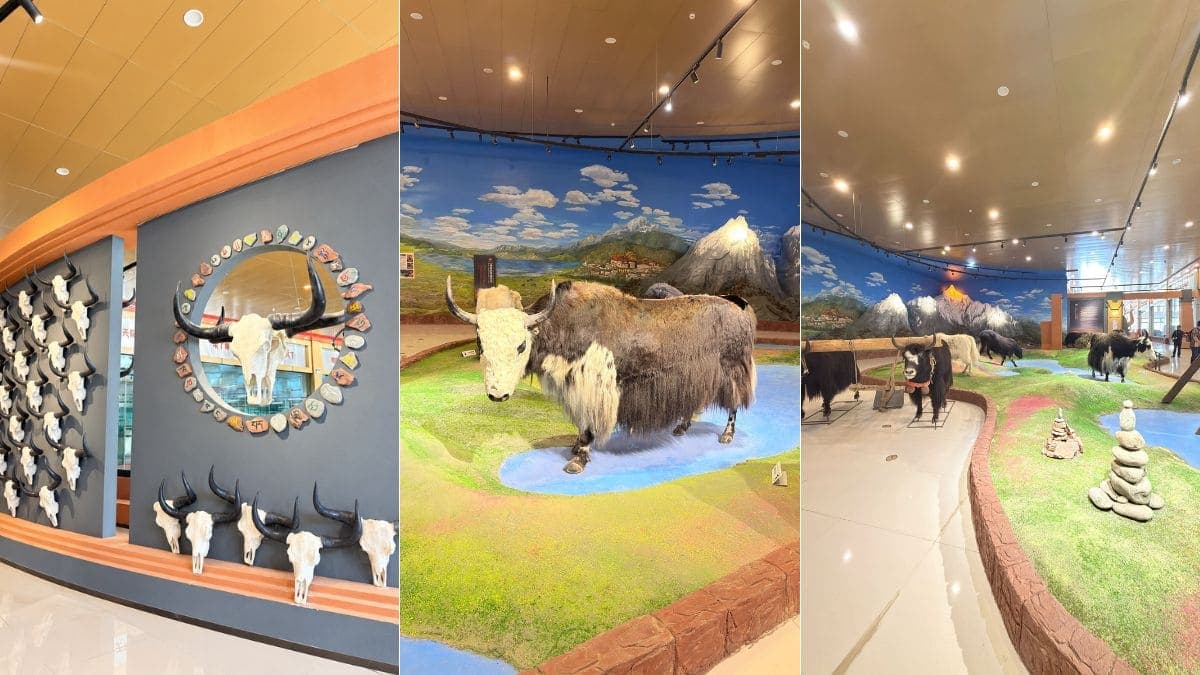 Tour Lệ Giang - Đại Lý - Shangrila 6 ngày 5 đêm từ Hà Nội - ảnh 7