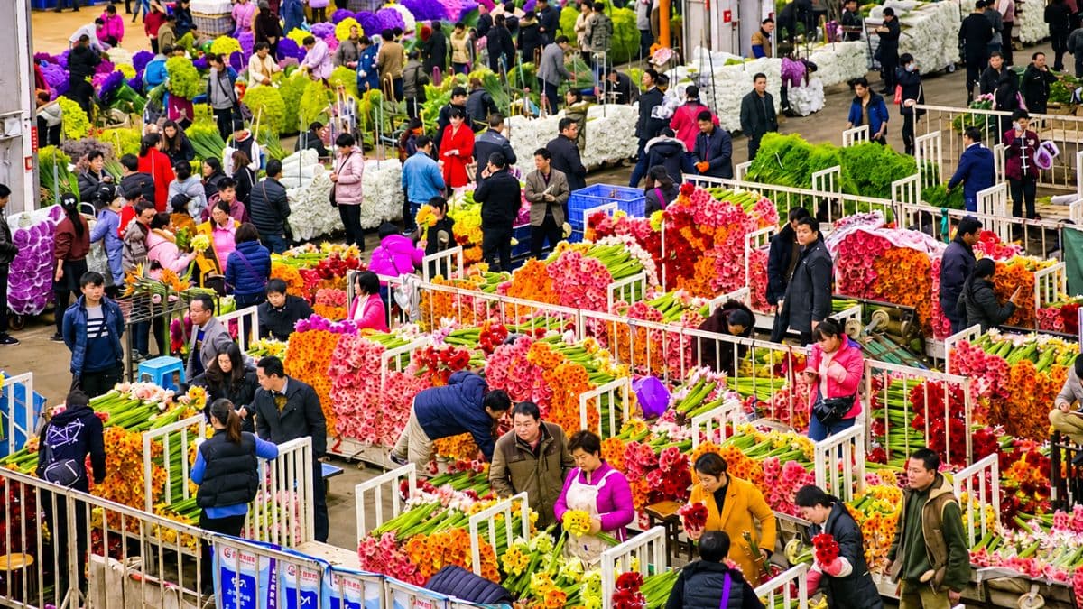 Tour Côn Minh - Đại Lý - Lệ Giang - Shangrila 8 ngày 7 đêm - ảnh 15