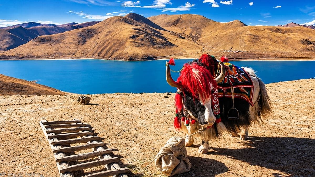 Tour Tây Tạng 7 ngày 6 đêm: Xining - Lhasa - Shigatse - ảnh 10