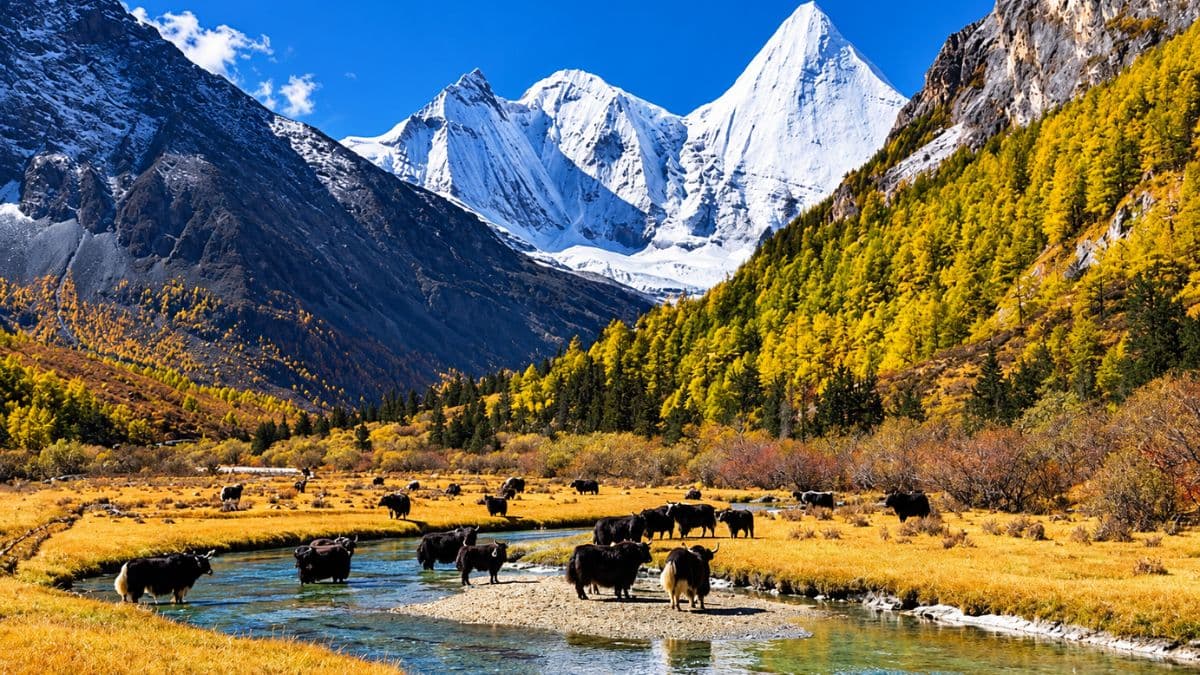Tour Thành Đô - Đạo Thành -  Á Đinh 8 ngày 8 đêm - ảnh 9