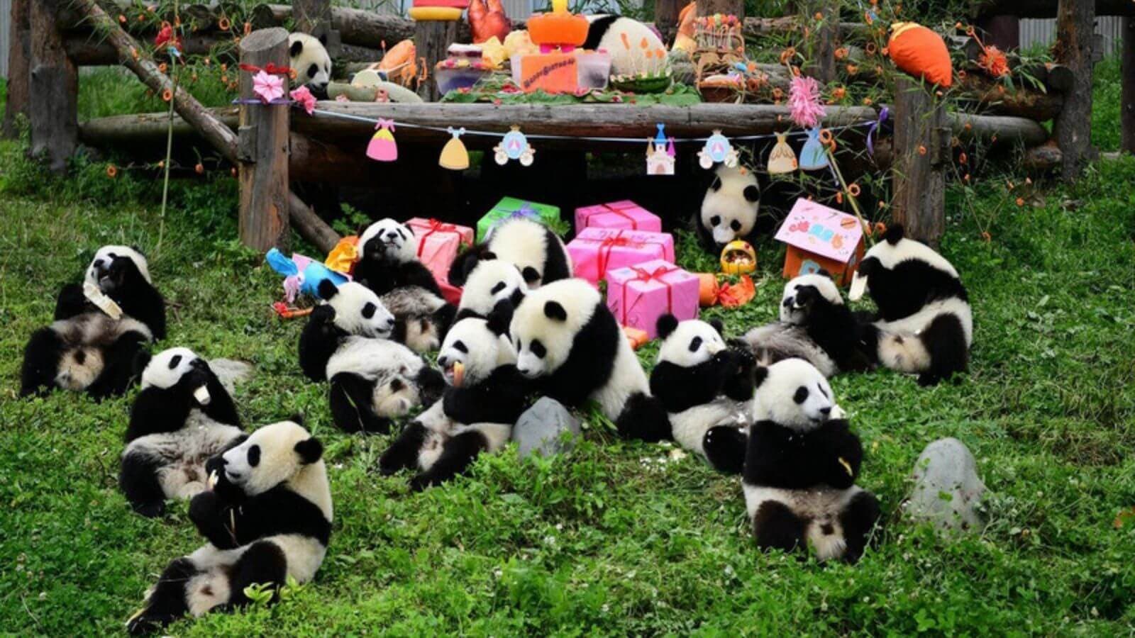 Cơ sở Gấu Trúc Đô Giang Yển