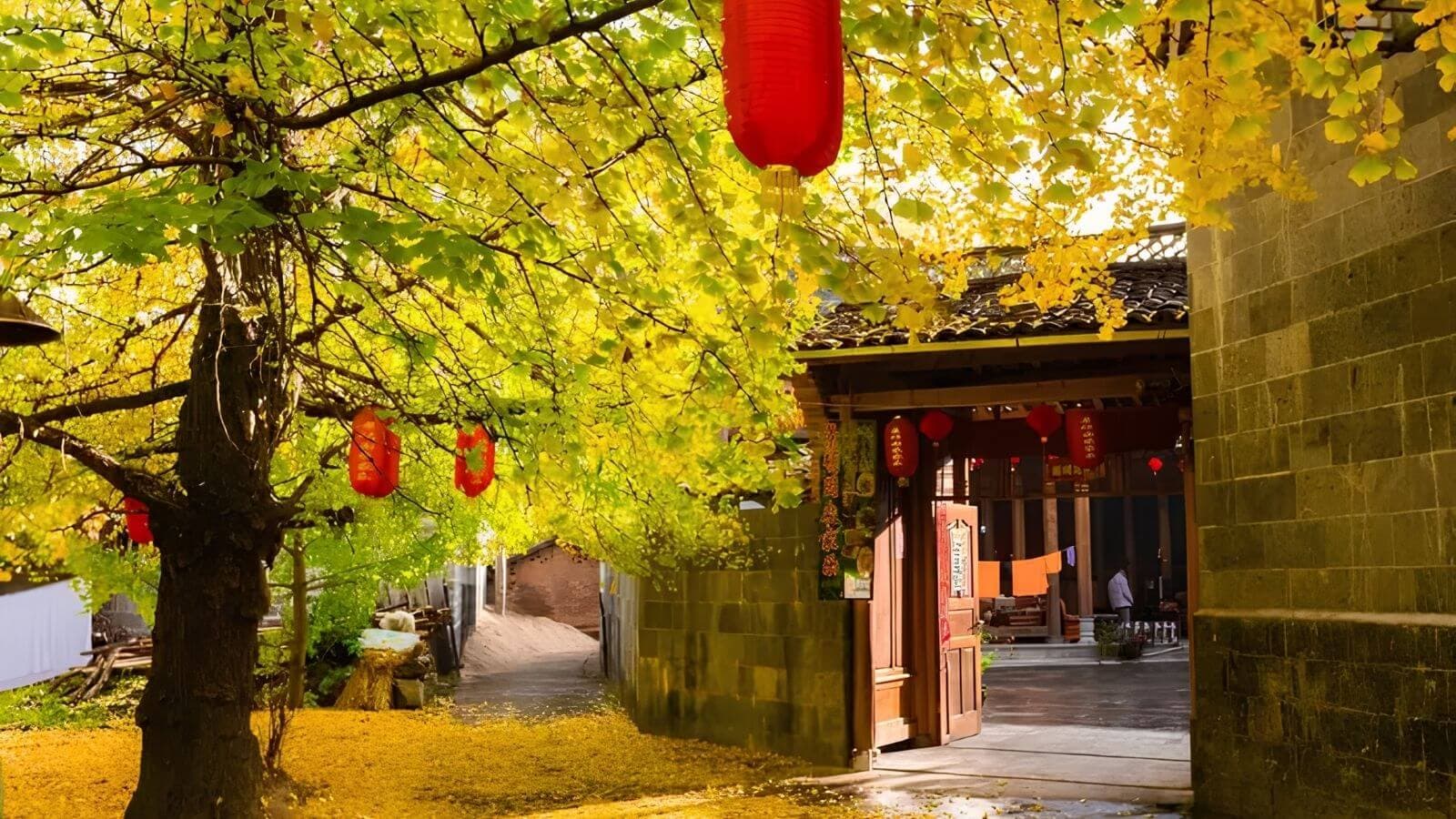 Làng ngân hạnh Thoả Lạc Thôn