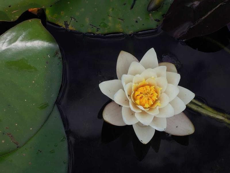 Tham quan Pháo đài Đỏ Agra