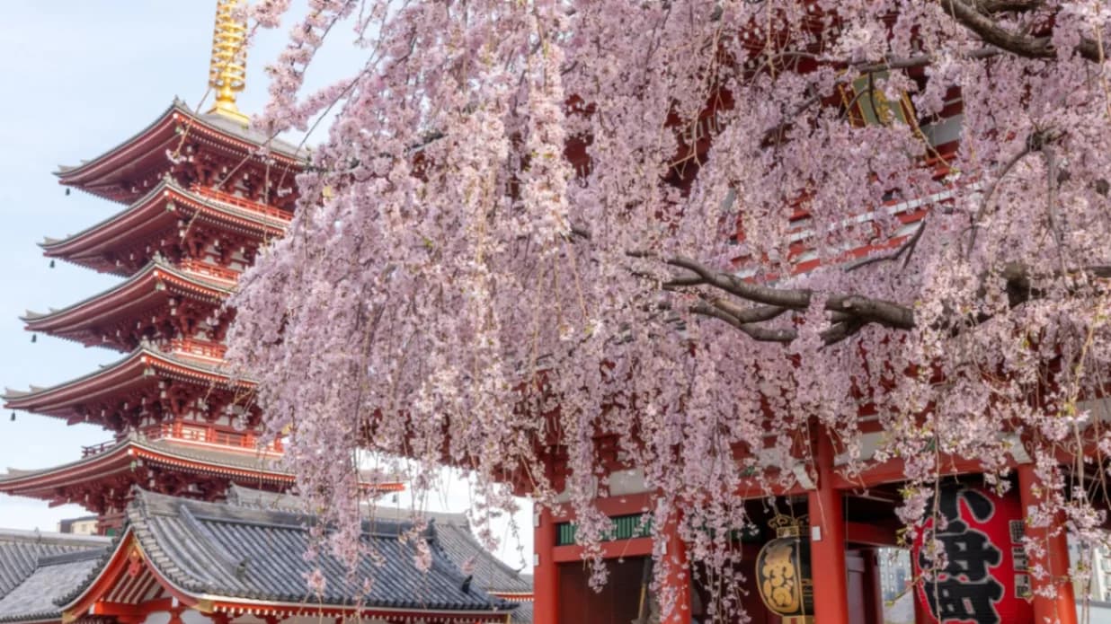 Nhật Bản 5N4Đ: Osaka - Kobe - Kyoto - Vườn Trái Cây - Núi Phú Sĩ - Tokyo - Hoa Đào Kawazu