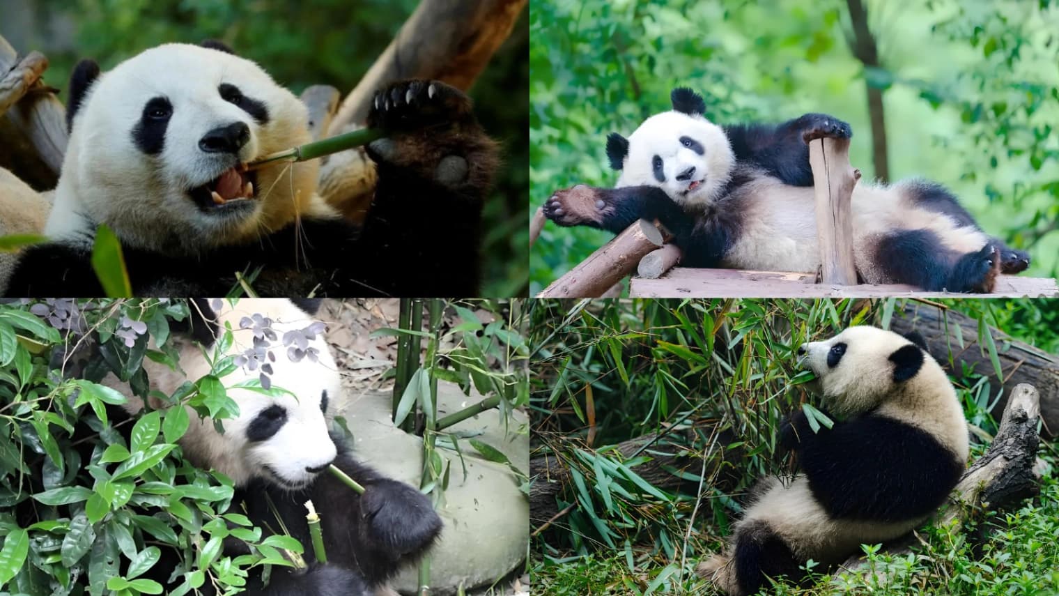 Người đi lần đầu