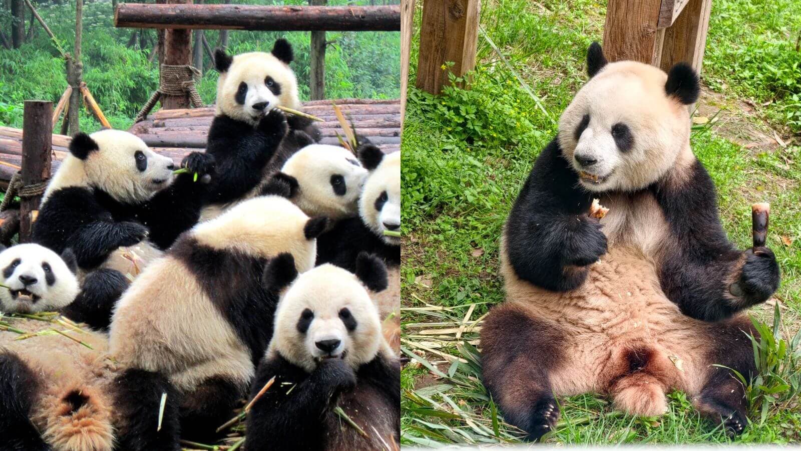 Người đi lần đầu